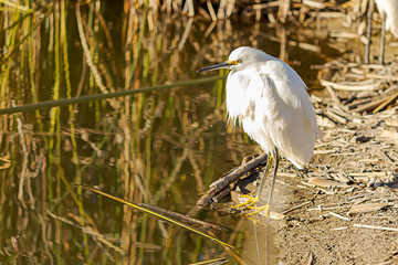 snowy egret standing on the shoreline of a pond in bright sunlight