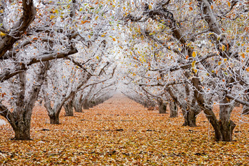 Golden Delicious apple orchard with hoarfrost on the branches and leaves