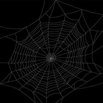 Vector web, silhouette. Design element on dark isolated background.