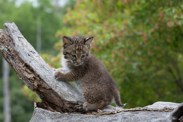 Fototapeta na wymiar Baby Bobcat 