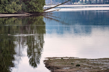 Reflection of a tree in water on ocean beach.