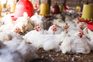 Indoors white chicken farm, chicken feeding