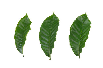 Coffee leaf isolated a white background