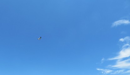Bird in blue sky, natural skies background