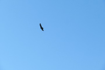 Bird flying in blue sky, natural sky background 