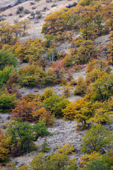 Fototapeta premium Autumn colors