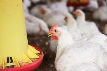 Indoors white chicken farm, chicken feeding