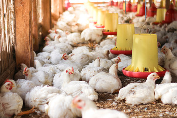 Obraz premium Indoors white chicken farm, chicken feeding