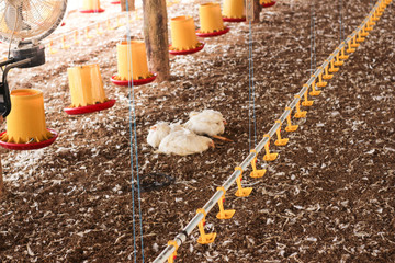 Chicken that died on a chicken farm