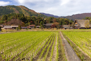 Fototapeta na wymiar Historic Village of Ogimachi in Shirakawa-go, UNESCO World Heritage Site, a small, traditional village showcasing a building style known as gassho-zukuri. Japan.
