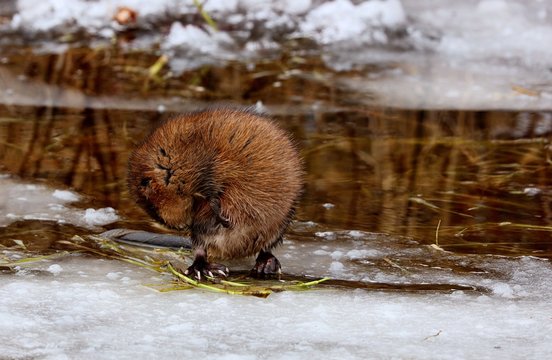 The muskrat, the only species in genus Ondatra  is a medium-sized  rodent native to North America and an species in parts of Europe, Asia, and South America. The muskrat is found in wetlands over.
