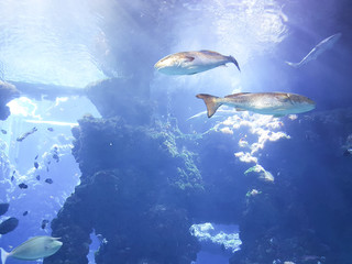 Aquarium view of fish circling through coral and water