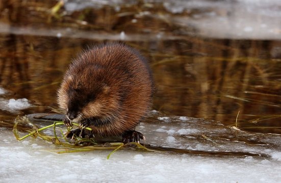 The muskrat, the only species in genus Ondatra  is a medium-sized  rodent native to North America and an species in parts of Europe, Asia, and South America. The muskrat is found in wetlands over.