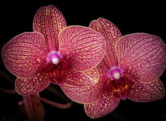 Pink orchids close up exotic flower