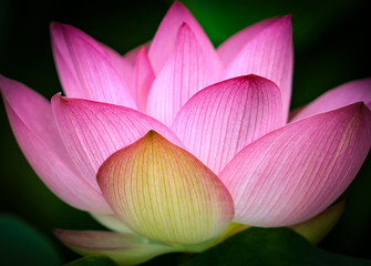 Pink water lily petals close up