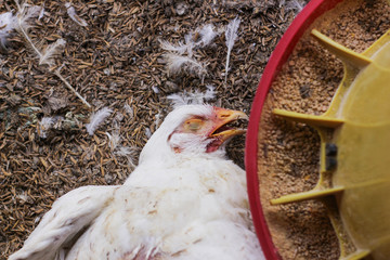 Chicken that died on a chicken farm
