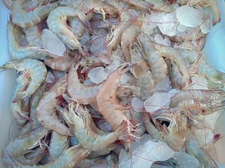 Shrimp, Shrimp from farm, Shrimp from Thailand country