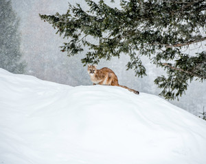 Mountain Lion snow