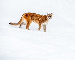 Obraz premium Mointain lion