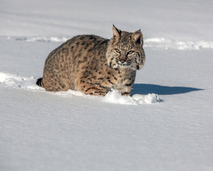 bobcat in snow