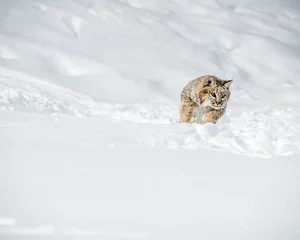 Gordijnen lynx in snow © Kory