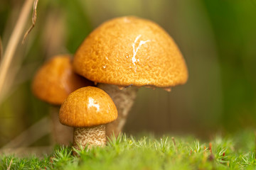 mushroom in forest
