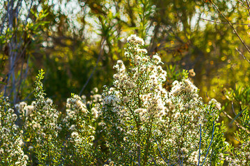 blooming mule fat hardy toerant shrubbery with white blooms