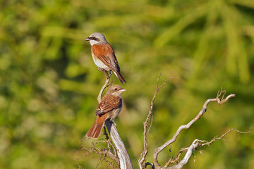 Neuntöter (Lanius collurio) Männchen mit Jungvogel auf Ast, Deutschland