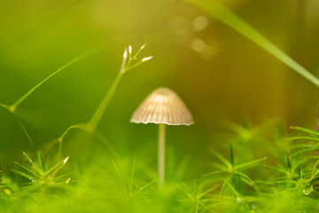 mushroom in grass