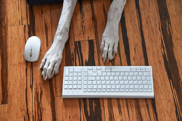 Cute dog paws next to computer keyboard and mouse