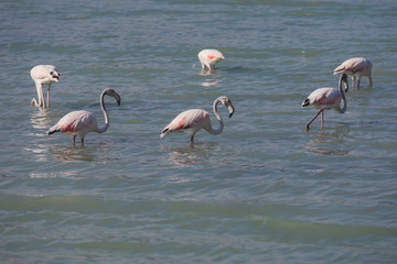 View of Flamingo flock resting standing in water, in Calpe, Las Salinas salt lake, pink flamingos in Alicante Province, Valencia, Spain