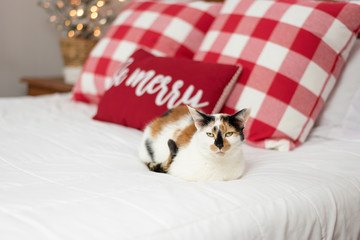 Calico cat curled up on the bed at Christmas time