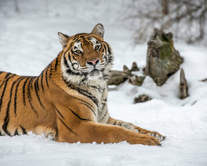 tiger in snow