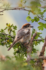 Woodchat Shrike (Lanius senator), male perched in hedgerow, Bavaria, Germany