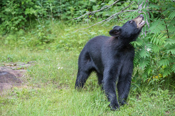 Black bear looking up 