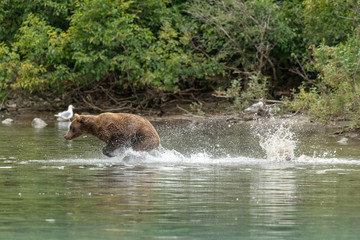 Bear fishing