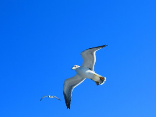 カモメ