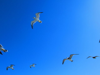 カモメ