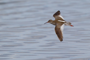 Common Redshank (Tringa totanus) adult flying, Khuvsgul Lake, Mongolia