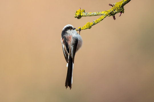 Long-tailed Tit (Aegithalos caudatus) adult hanging on a branch covered with lichen, Baden-Wuerttemberg, Germany
