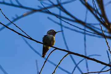 annas hummingbird a red headed hummingbird perched on twig
