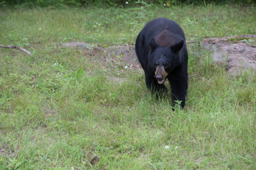 North American black bear 