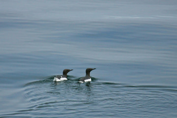 Common Murre (Uria aalge) two adult in breeding plumage swimming in calm sea, North Sea, Germany