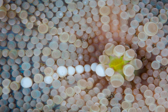 Detail of a beautiful corallimorph growing on a coral reef in Indonesia. Corallimorphs are closely related to anemones.