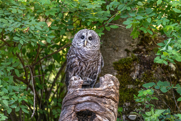 Owl