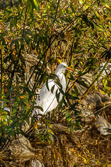 great white egrets standing on shoreline among rocks and bushes