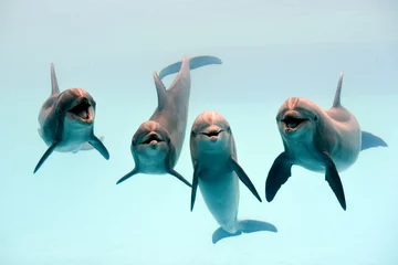 Poster Im Rahmen Delphin lachen © Kory