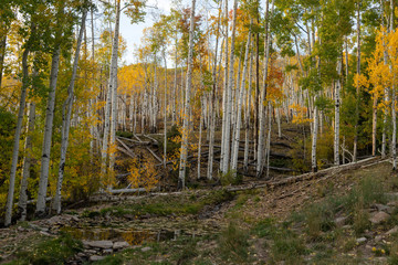 forest in autumn