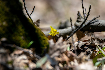 Walking through the woods taking photos