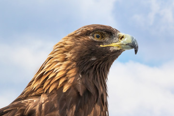 Golden Eagle head extreme close up portrait against blue sky